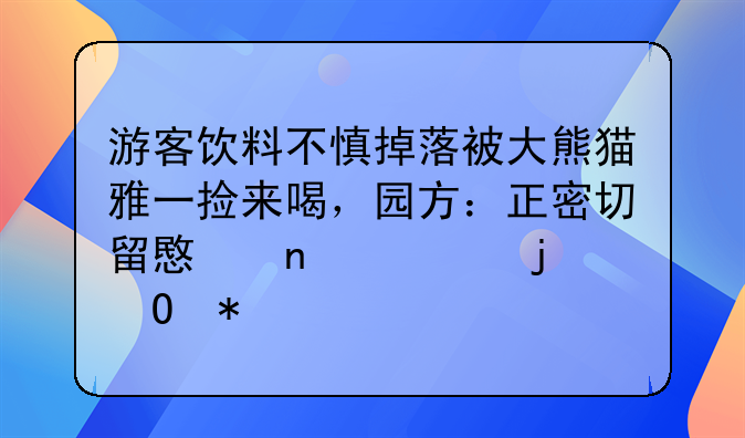 游客饮料不慎掉落被大熊猫雅一捡来喝，园方：正密切留意雅一的身体状况